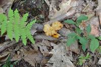 Cantharellus ignicolor image