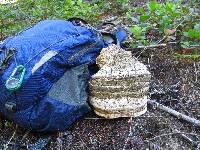 Fomitopsis officinalis image