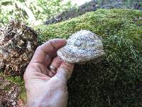 Fomitopsis officinalis image