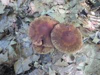 Psathyrella delineata image