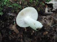 Russula modesta image