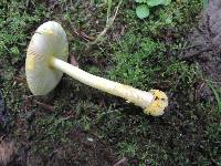 Amanita frostiana image