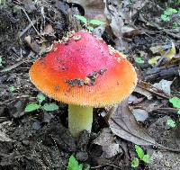 Amanita parcivolvata image