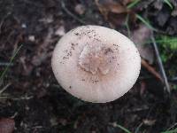 Amanita solaniolens image