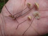 Marasmius siccus image