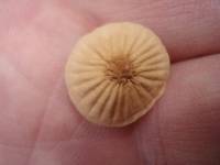 Marasmius siccus image