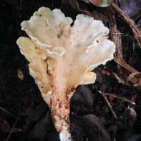 Gloeocantharellus pallidus image