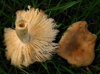 Russula pectinatoides image