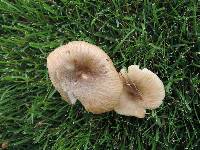 Russula foetens image