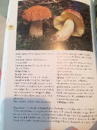 Boletus hortonii image