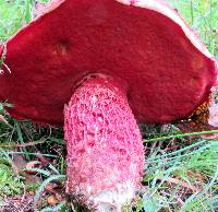 Butyriboletus frostii image