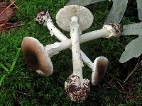 Amanita solaniolens image