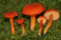 Hygrocybe miniata image