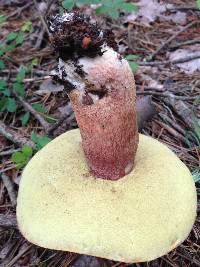 Boletus subcaerulescens image