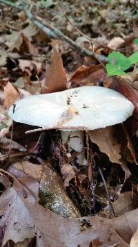 Russula parvovirescens image