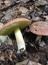 Leccinum subglabripes image