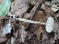 Amanita sect. Vaginatae image