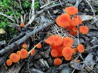 Hygrocybe miniata image