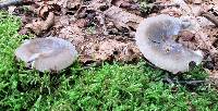 Russula modesta image