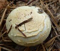 Stropharia kauffmanii image