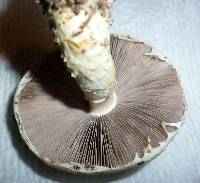 Stropharia kauffmanii image