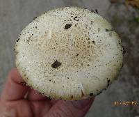 Amanita subsolitaria image