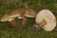 Tylopilus rubrobrunneus image