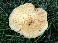 Lactarius psammicola image