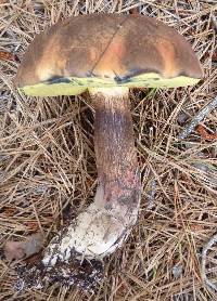 Boletus oliveisporus image