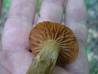 Cortinarius distans image