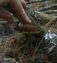 Boletellus chrysenteroides image