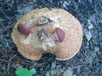 Suillus spraguei image