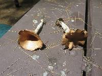 Clitocybe gibba image