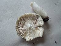 Russula redolens image