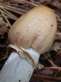 Cortinarius caperatus image