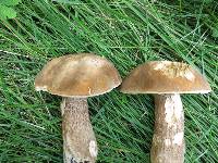 Boletus variipes image