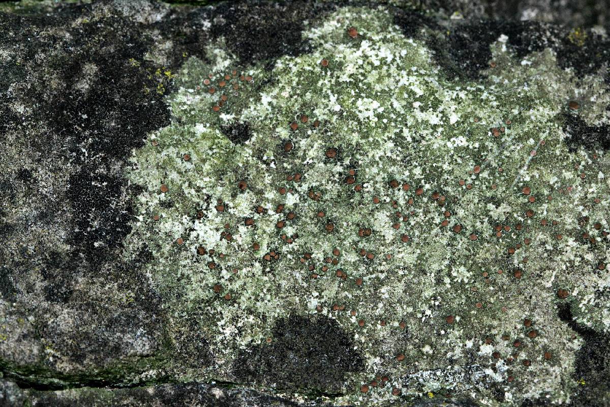 Bacidina egenuloidea image