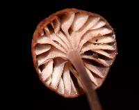 Mycena luxfoliicola image