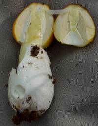 Amanita banningiana image