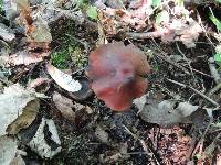 Hygrocybe riparia var. conicopalustris image