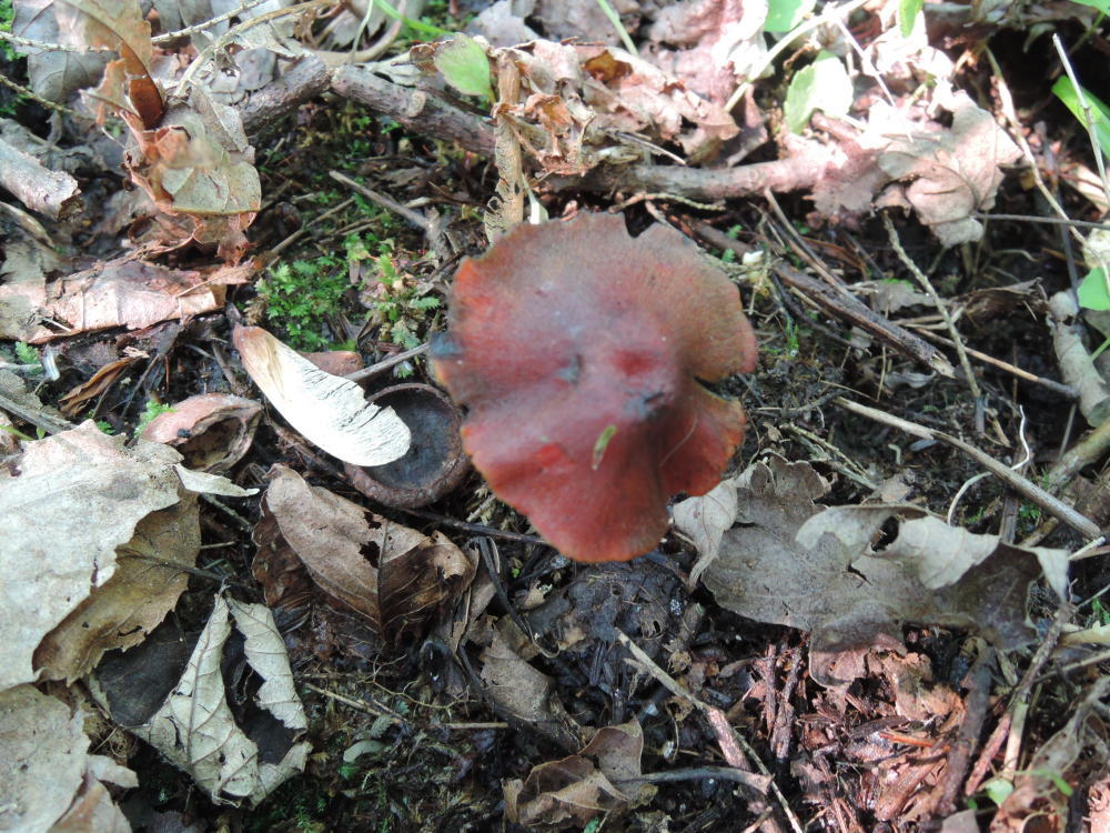 Hygrocybe riparia image