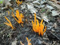 Clavulinopsis amoena image