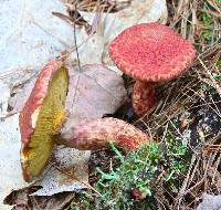 Suillus spraguei image