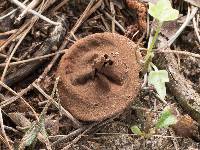 Lycoperdon marginatum image