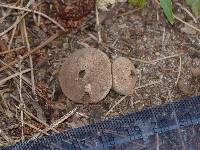 Lycoperdon marginatum image