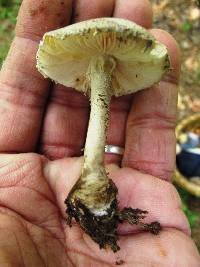 Amanita onusta image