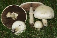 Agaricus arvensis image