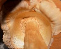 Battarrea phalloides image