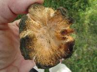 Cantharellus lateritius image