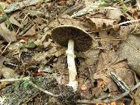 Agaricus auricolor image